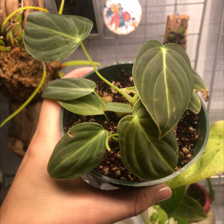 Black Gold Philodendron plant with dark green, heart-shaped leaves held by a hand.