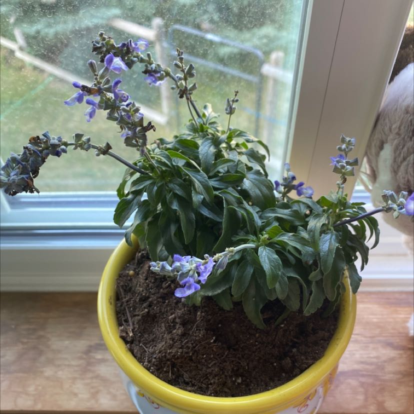 Potted Mealycup Sage plant on a windowsill with blooming flowers and slight leaf browning.