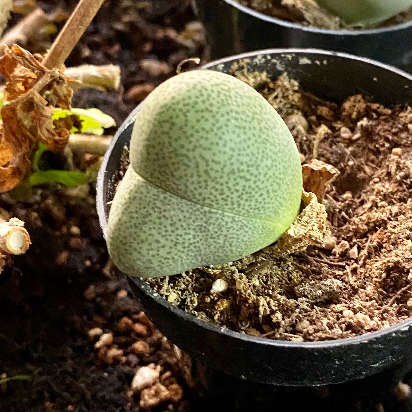 Photo of the plant species Dinteranthus Wilmottianus by @FerventVaseyoak named Your plant on Greg, the plant care app