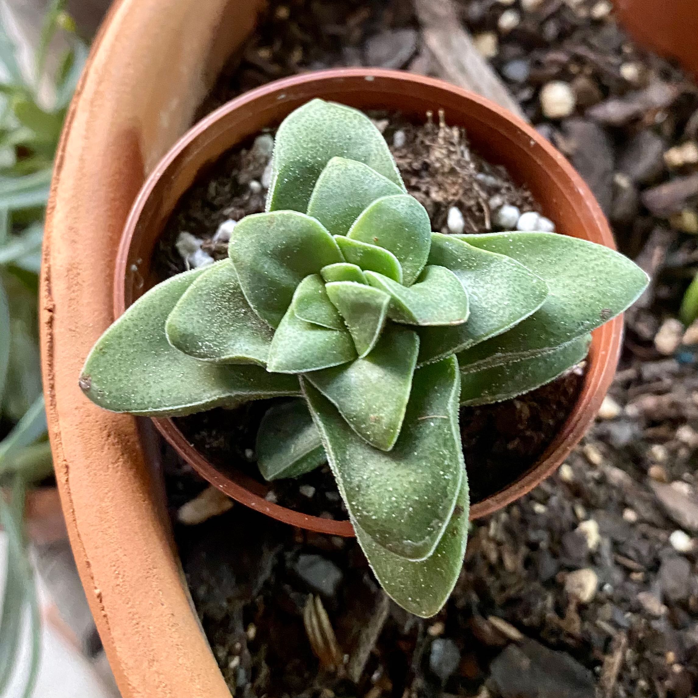 Crassula 'Springtime' plant in a small pot with visible soil, well-framed and in focus.