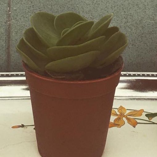 Photo of the plant species Aeonium Green Platters by @ConsistentCacto named Your plant on Greg, the plant care app