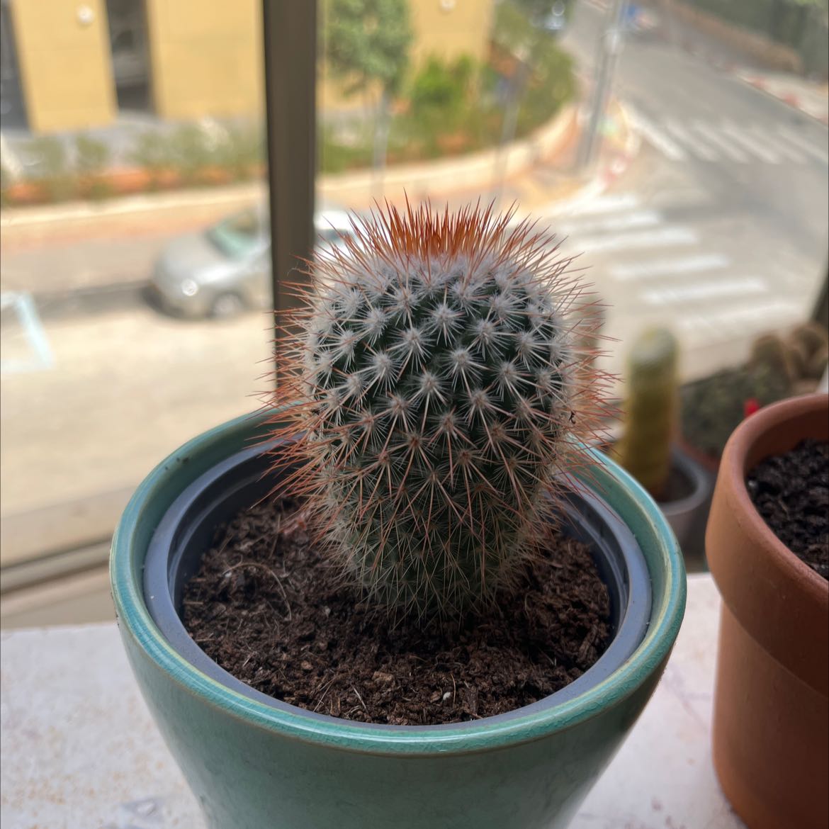 Photo of the plant species Spiny Pincushion Cactus by @BestCosmo named Your plant on Greg, the plant care app