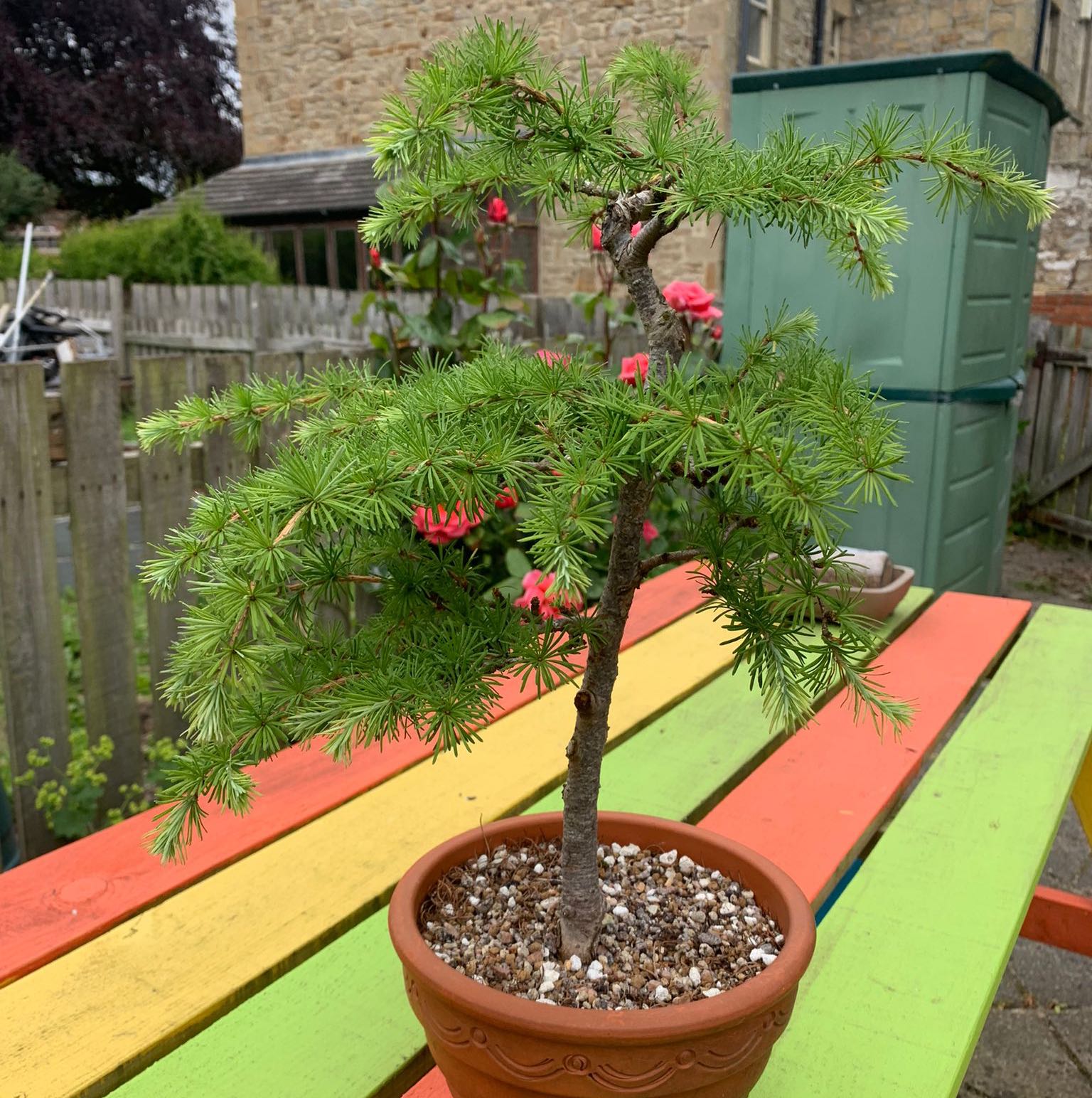Photo of the plant species Japanese Larch by @FunNoblefir named Akira on Greg, the plant care app