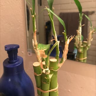 Lucky Bamboo plant in Rio Rico, Arizona