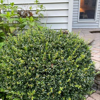 Common Boxwood plant in Somewhere on Earth