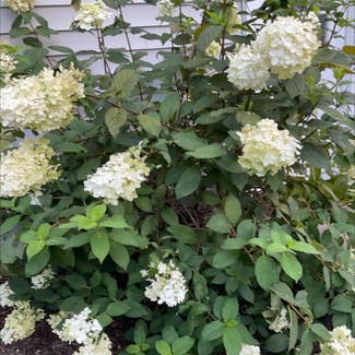Panicle Hydrangea plant in Somewhere on Earth