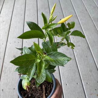 Brazilian Jasmine plant in Columbus, Montana