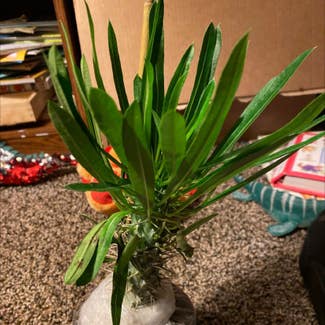 Madagascar Palm plant in Columbus, Montana
