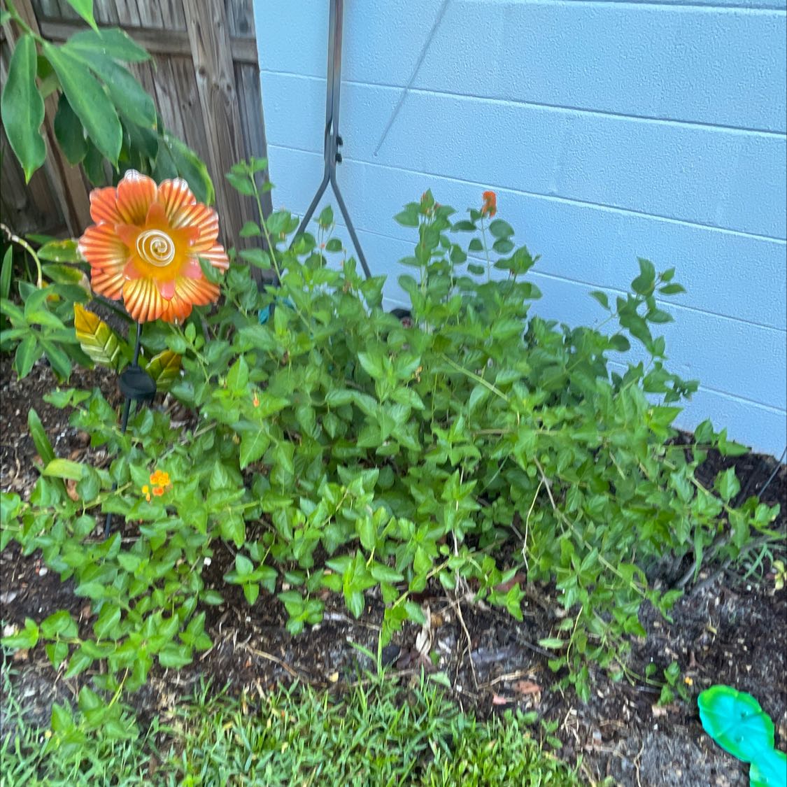 Photo of the plant species Irene Lantana by @HandyPawpaw named Angie on Greg, the plant care app