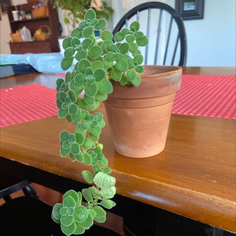 Photo of the plant species Plectranthus Amboinicus by @Littlependa named Basil on Greg, the plant care app