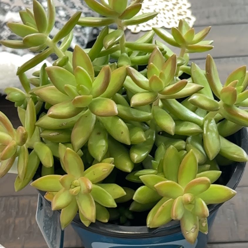 Sedum 'Firestorm' plant in a pot with vibrant green leaves and slight red edges.
