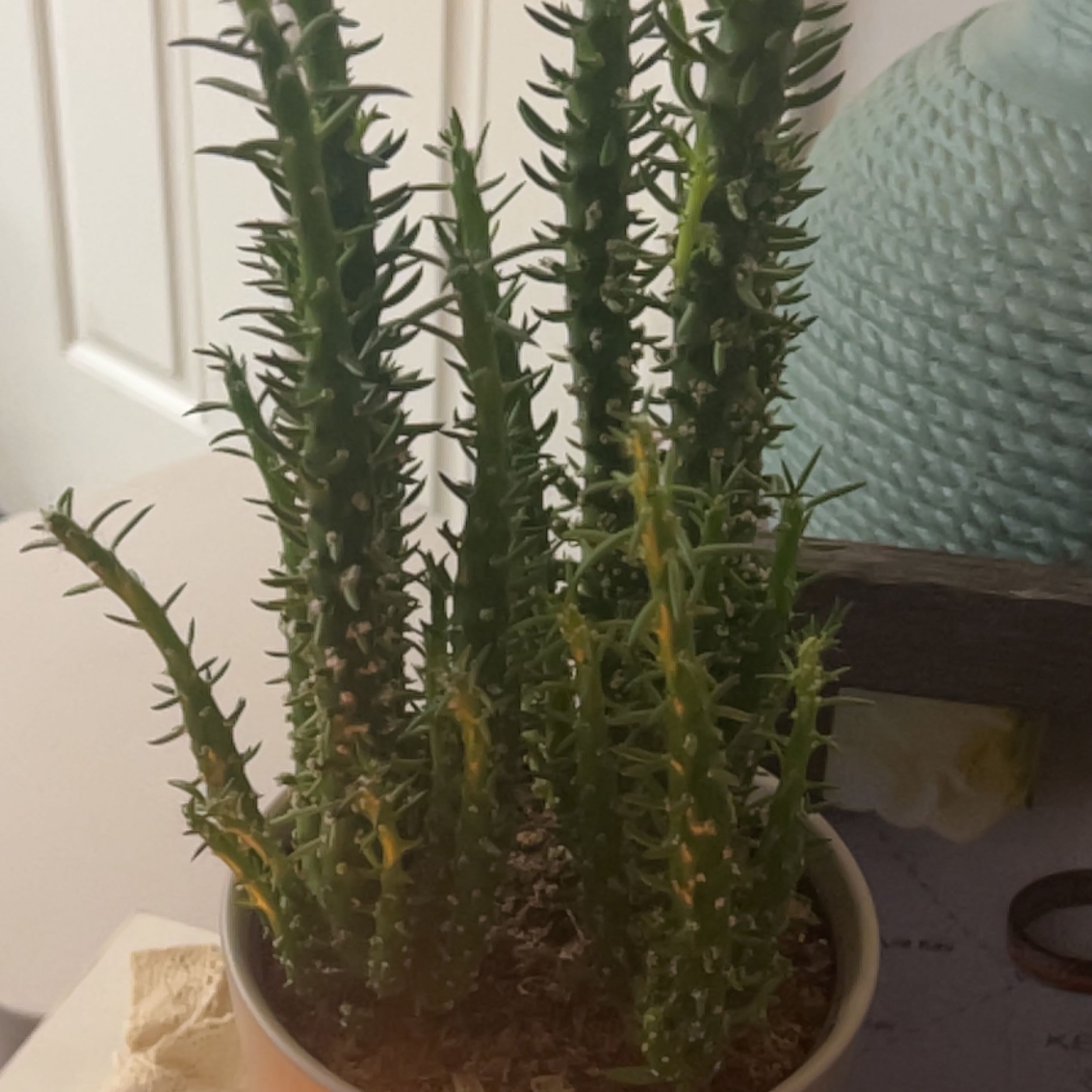Needle Cactus