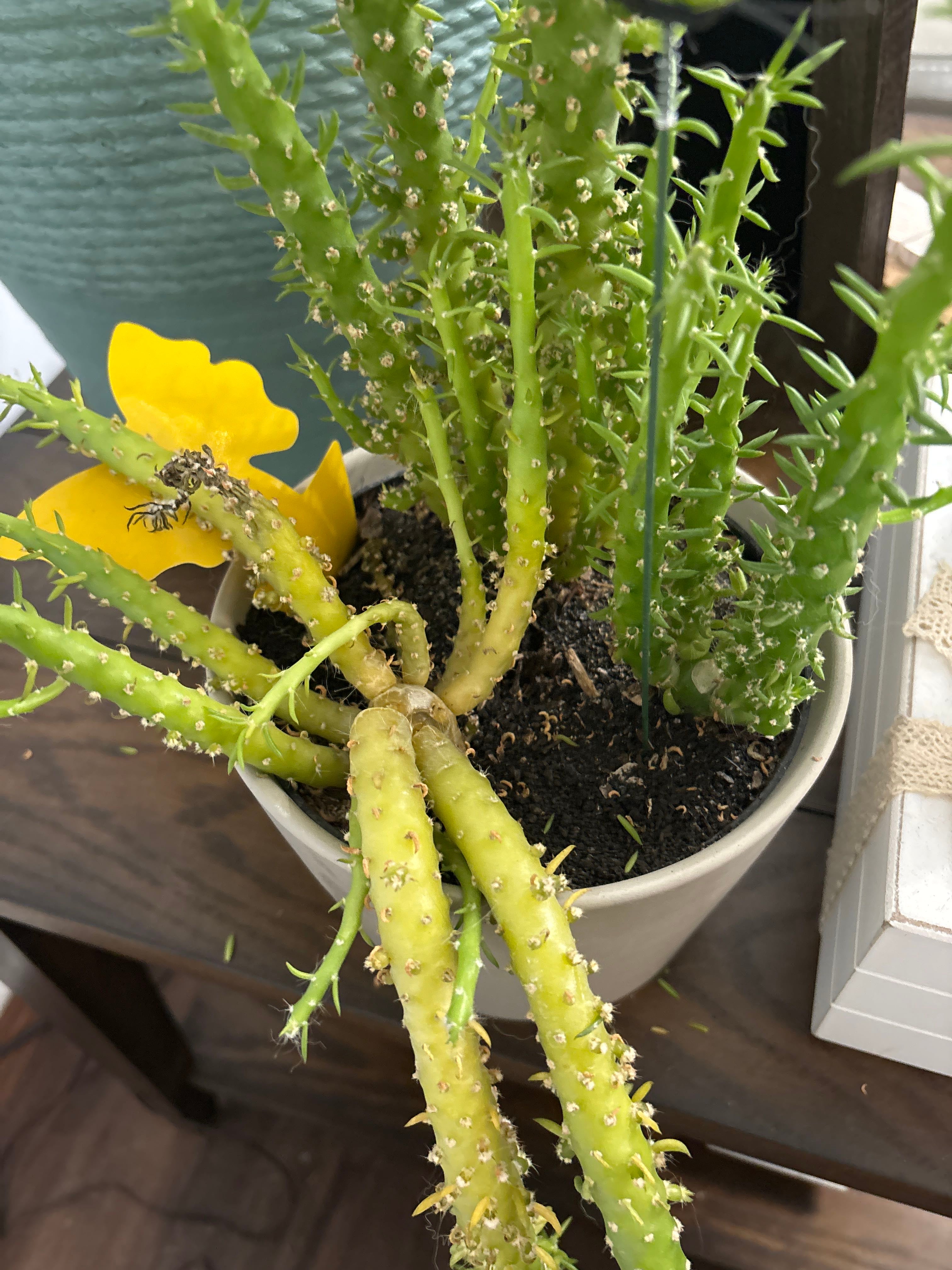 Austrocylindropuntia subulata 'Monstrosa' How Much Water & Light Does