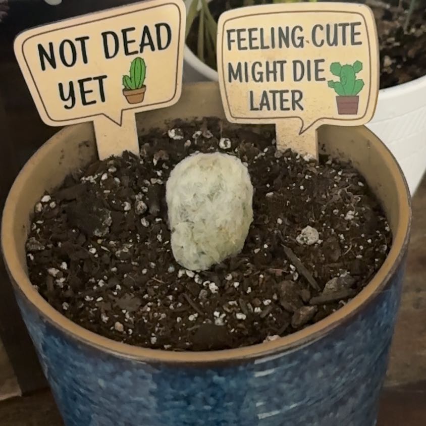 Photo of the plant species feather cactus by @RadBluerose named Leaf Erickson on Greg, the plant care app