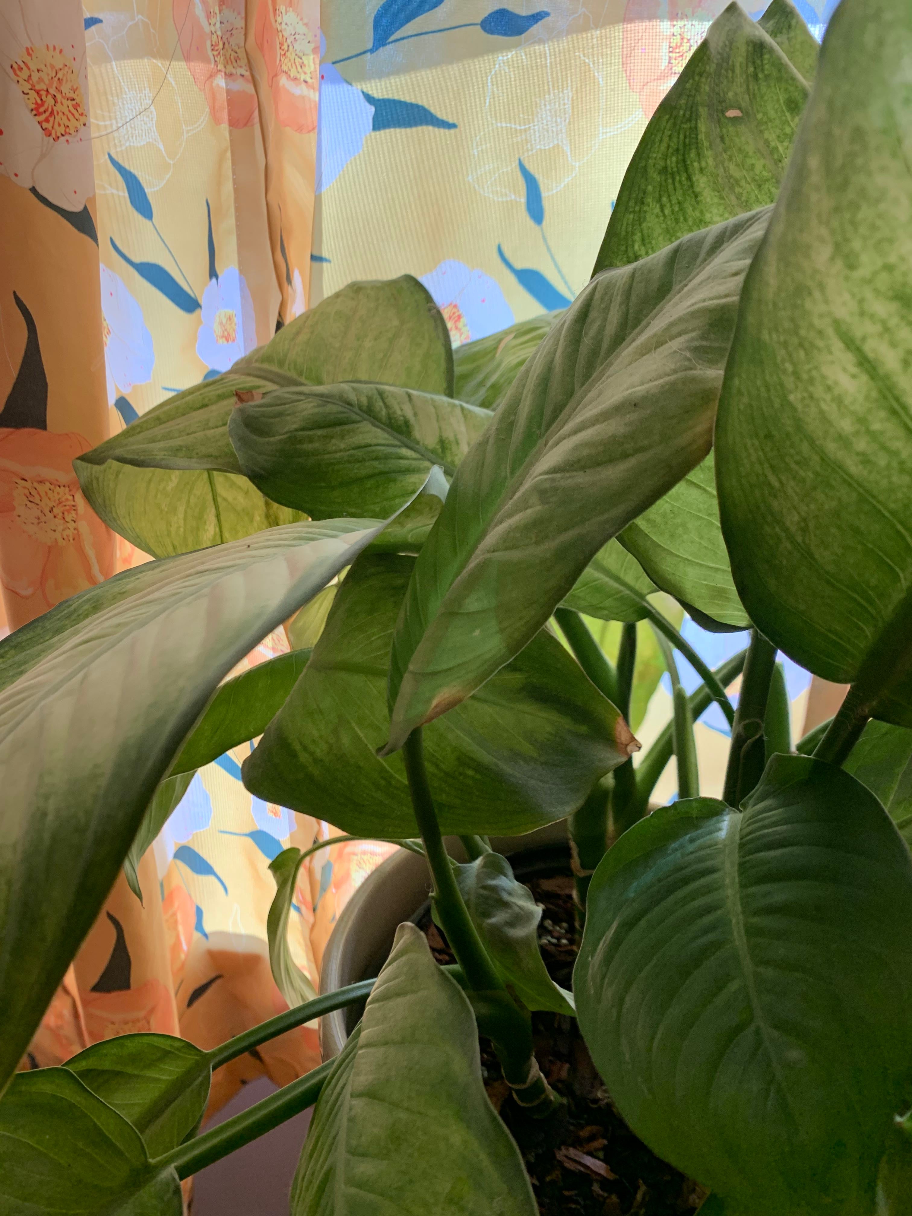 Why Are There Black Spots On My Dieffenbachia Leaves?