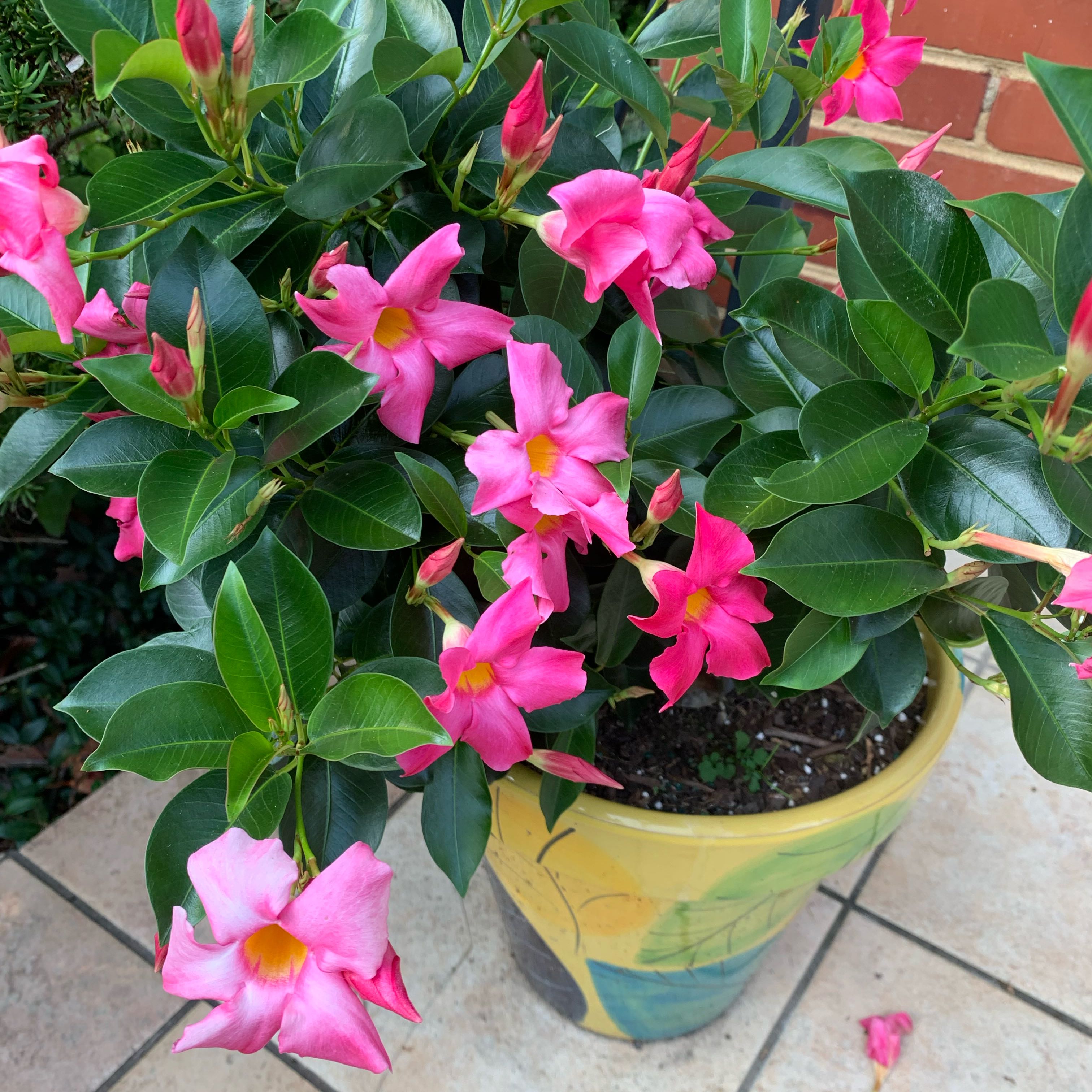 Dipladenia 'Rio' plant with vibrant pink flowers in a decorative pot.