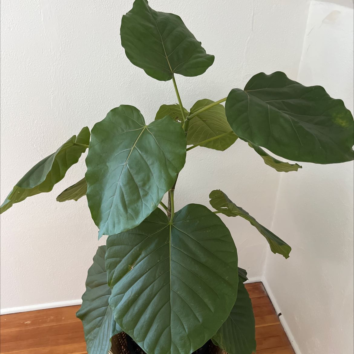 Healthy Empress Tree plant with large green leaves in a pot.