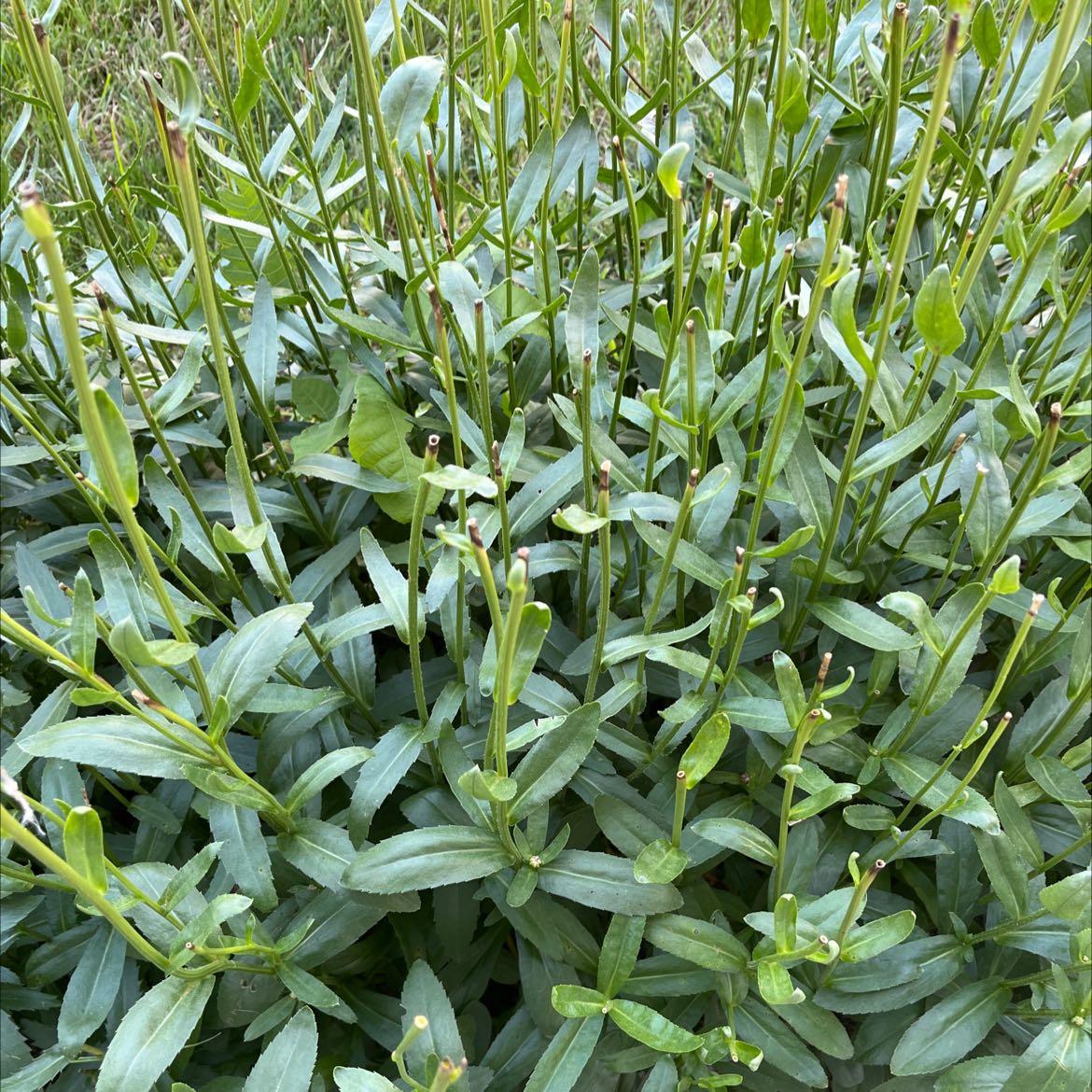 Dense cluster of green leaves and stems of Max Chrysanthemum plant.