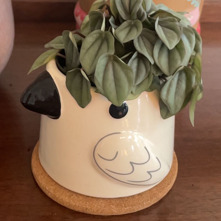 Photo of the plant species Peperomia milano by @SarahSz named Puffin on Greg, the plant care app