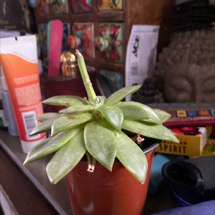 Photo of the plant species Dark Vader Echeveria by @StellarZelkova named Sigmund on Greg, the plant care app