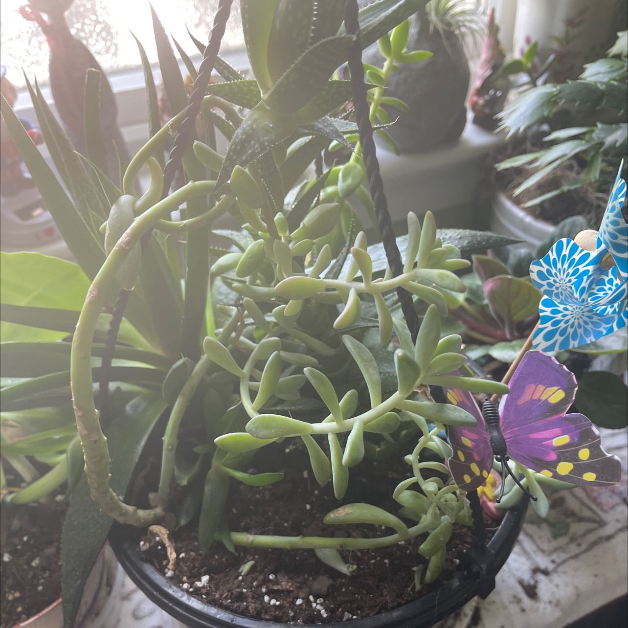 Potted Tree Stonecrop succulent plant indoors with other plants in the background.