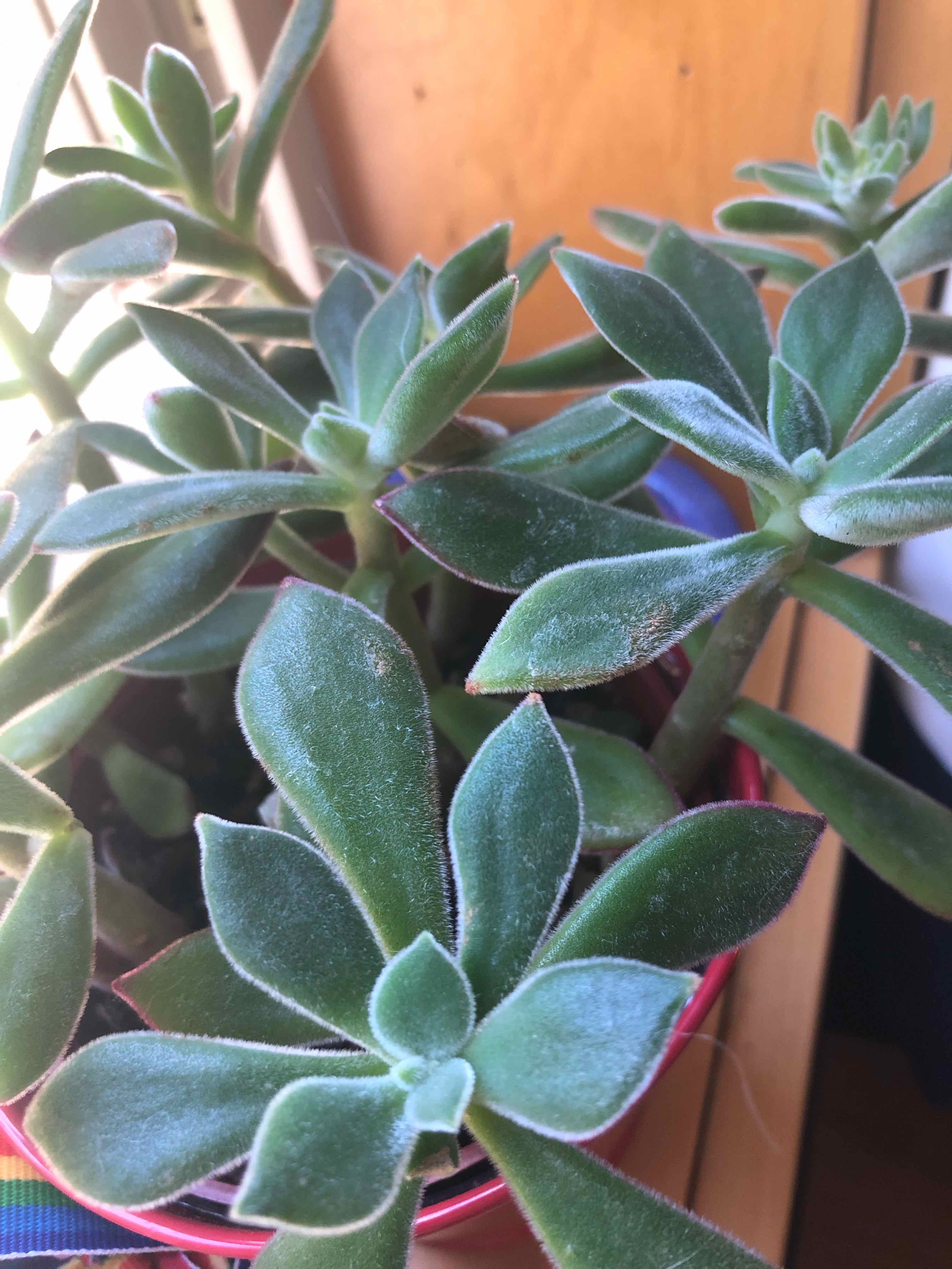 Photo of the plant species Red Echeveria by @BetterWormplant named Terra on Greg, the plant care app