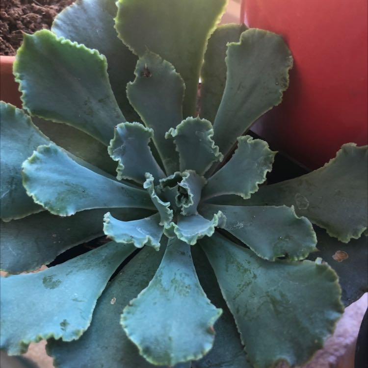 Butterfly Agave plant with blue-green leaves, minor discoloration, and visible soil.