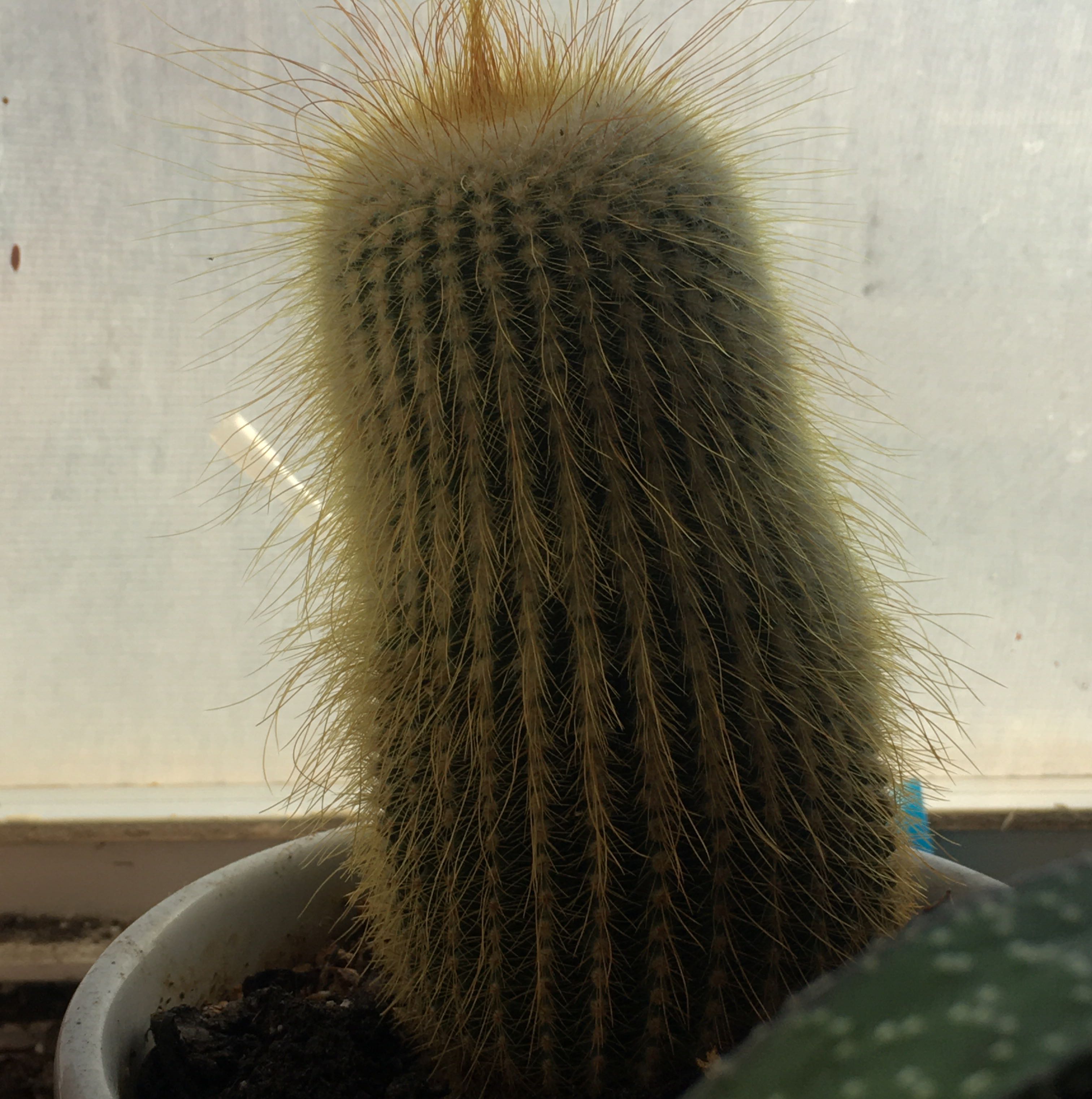 Photo of the plant species Cephalocereus polylophus by @EclecticRuby named Your plant on Greg, the plant care app