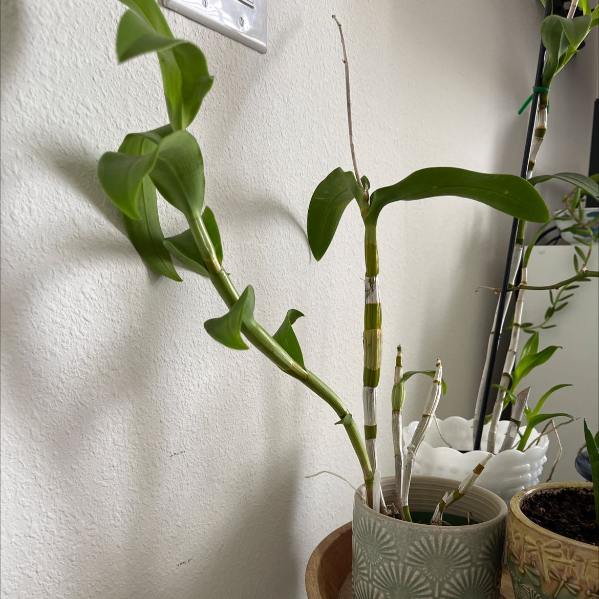 Photo of the plant species Uwani Mist Orchid by @SucculentPersia named Sherlock on Greg, the plant care app