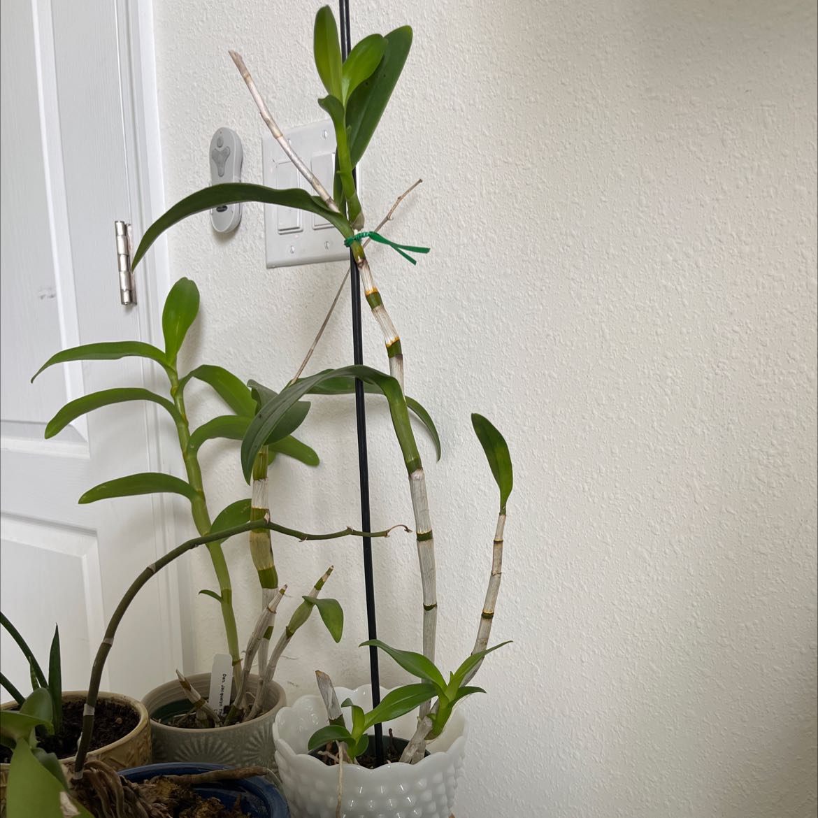 Photo of the plant species Uwani Mist Orchid by @SucculentPersia named Nemo on Greg, the plant care app