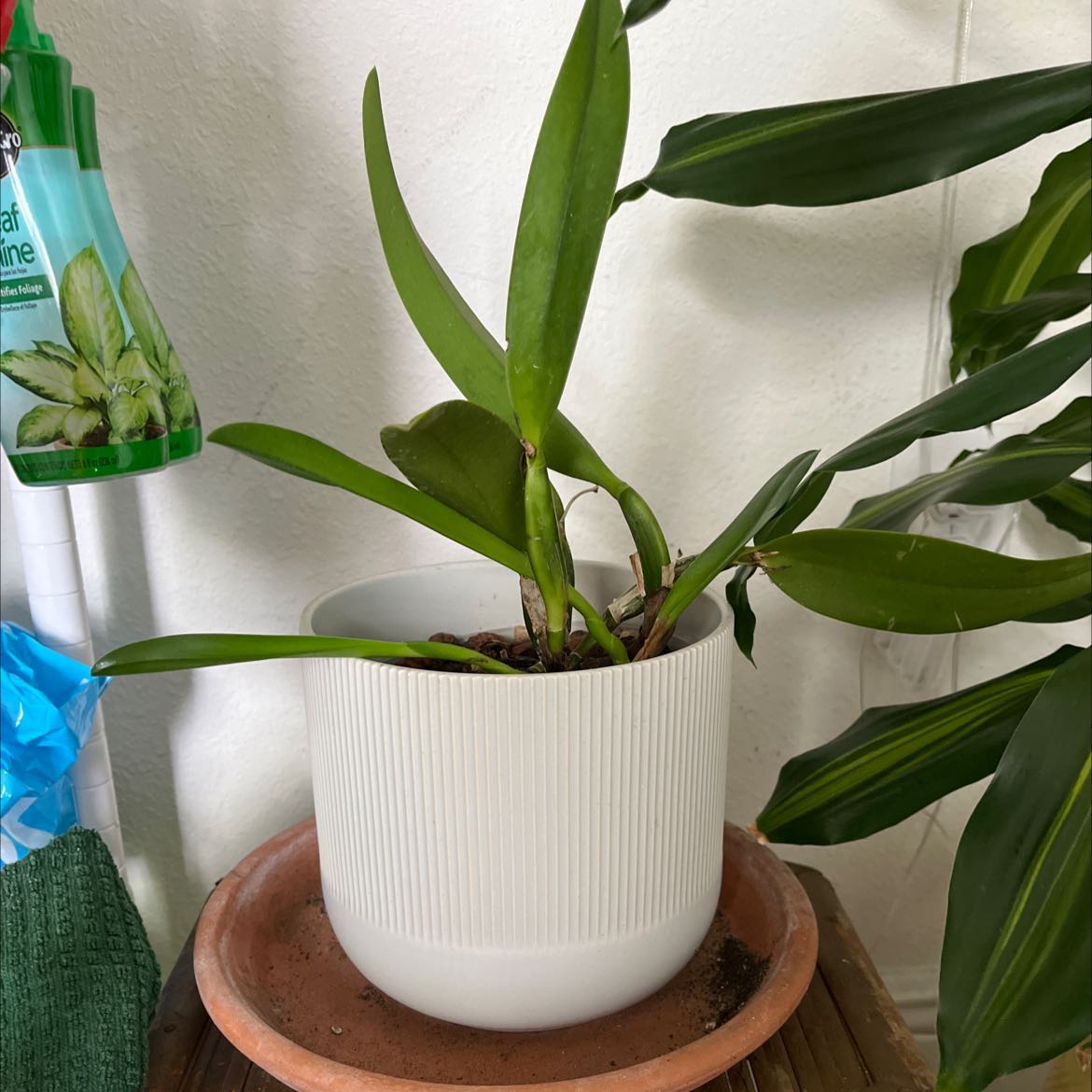 Cockleshell Orchid in a white pot on a terracotta saucer, surrounded by other plants and gardening supplies.