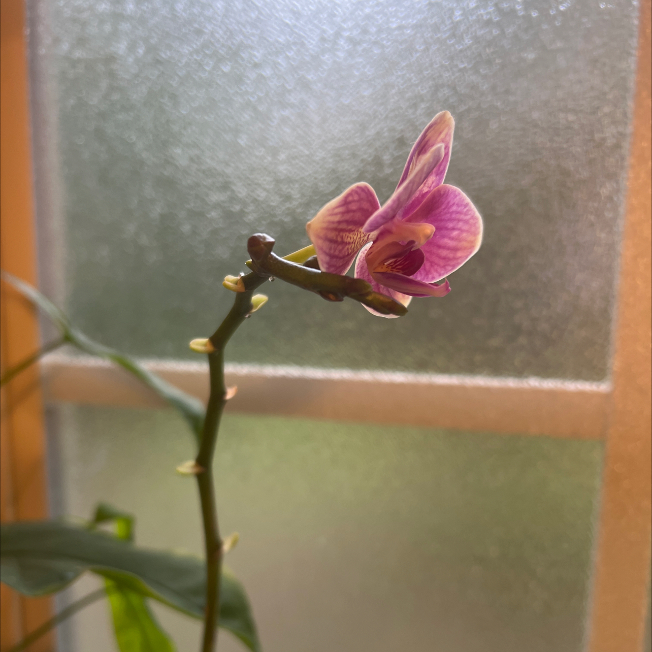 Photo of the plant species Sawfly Orchid by @ccgorplant named Dolores on Greg, the plant care app