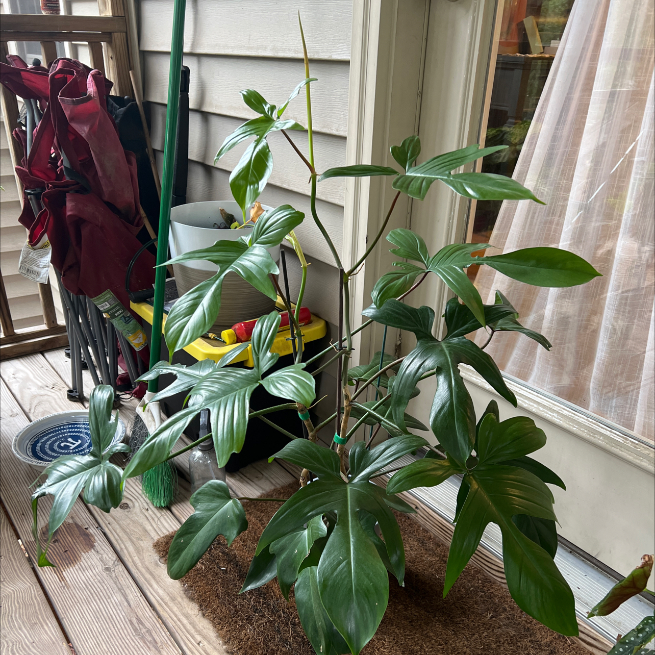 Philodendron 'Florida Beauty' plant on a wooden deck with green leaves and household items in the background.