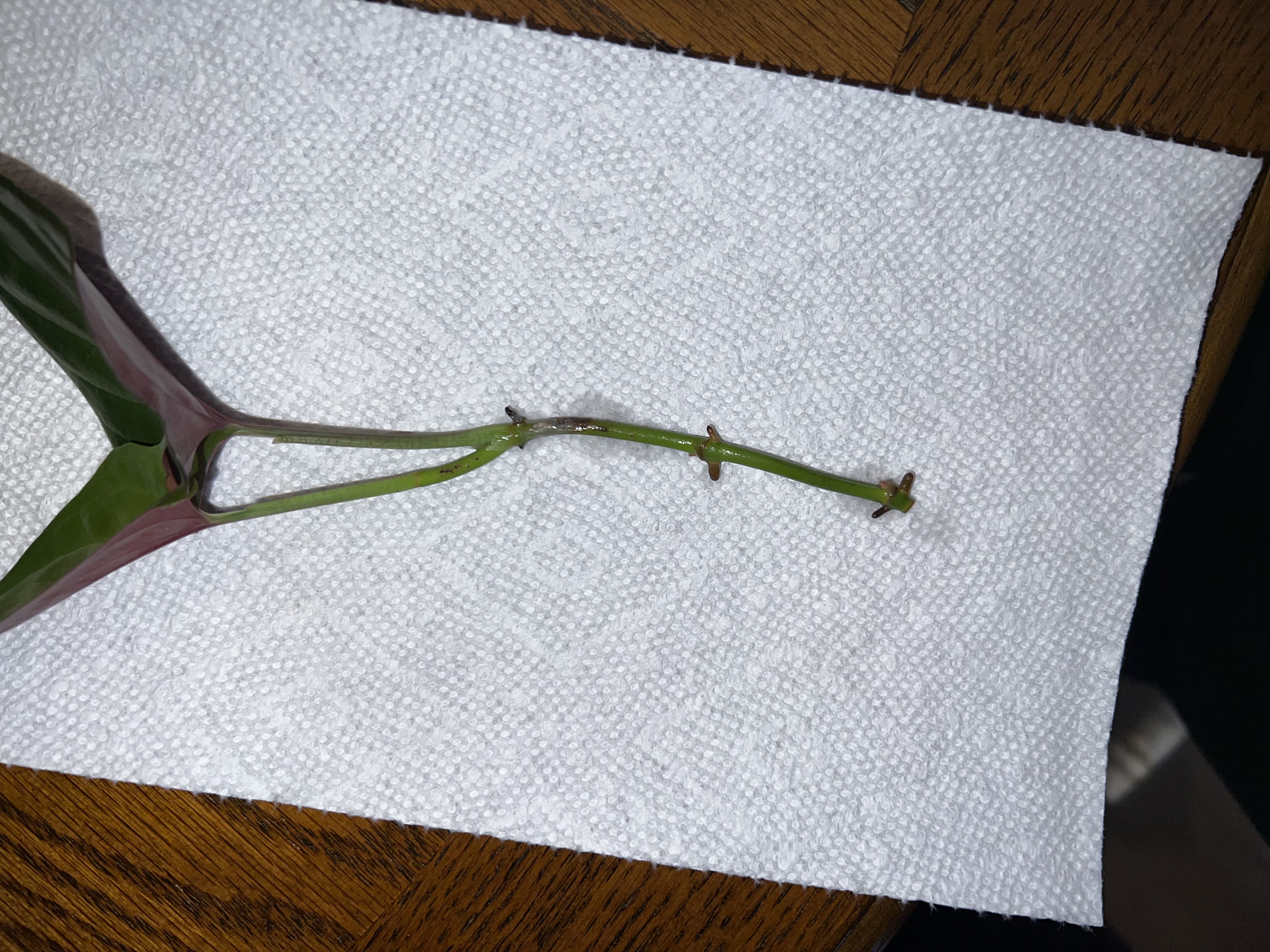 Photo from the post