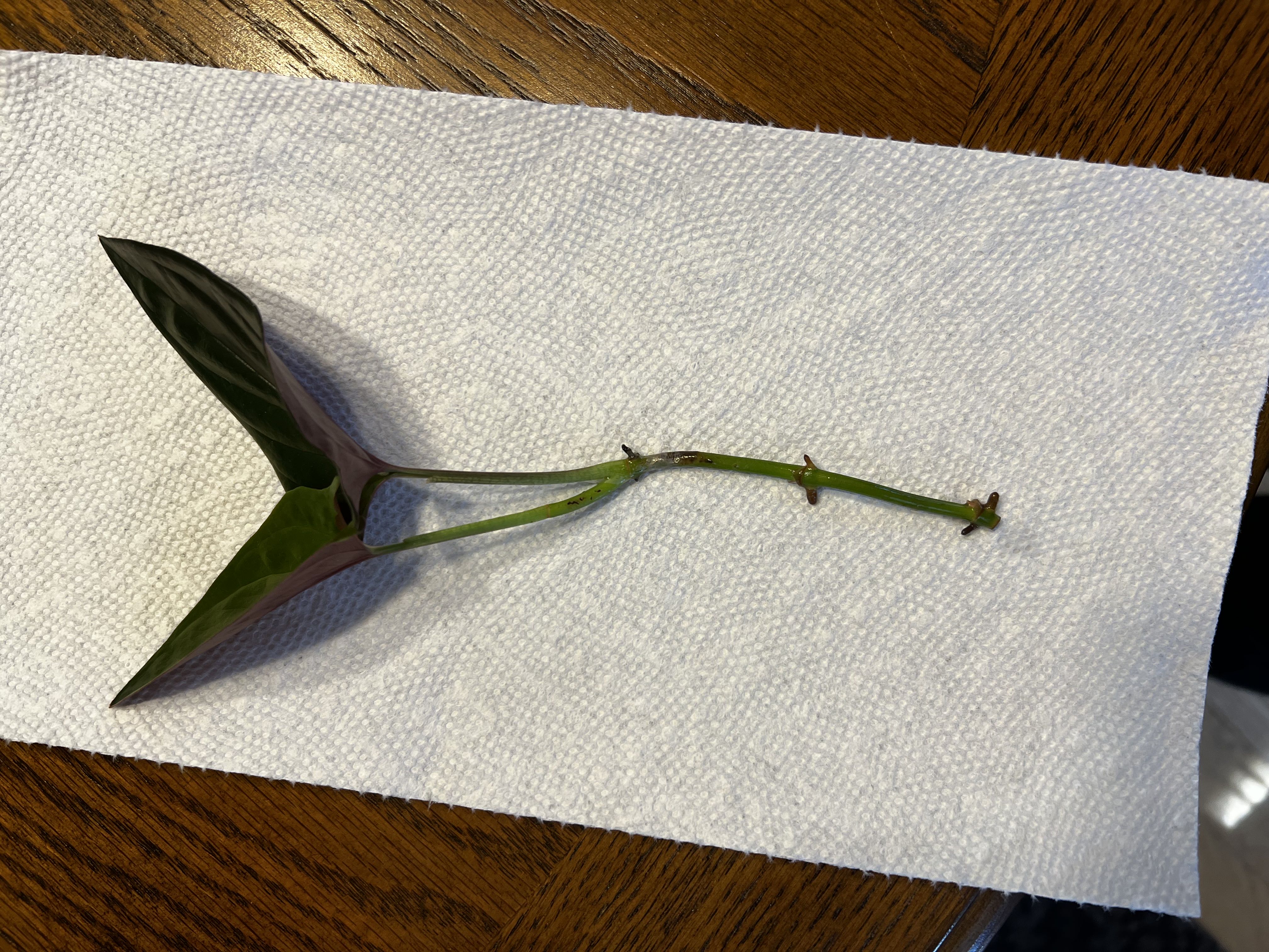 Photo from the post