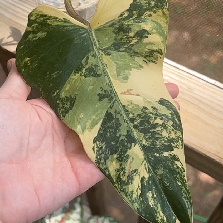A hand holding a leaf of a Variegated Philodendron with green and yellow variegation.