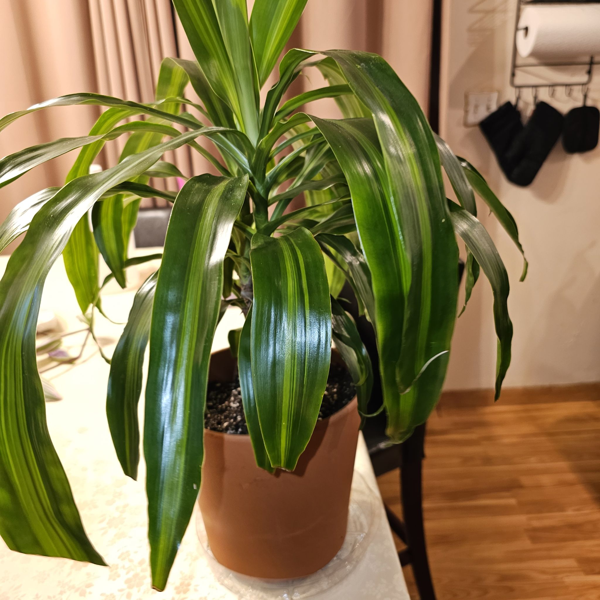 Dracaena 'Hawaiian Sunshine' plant in a pot with vibrant green leaves.