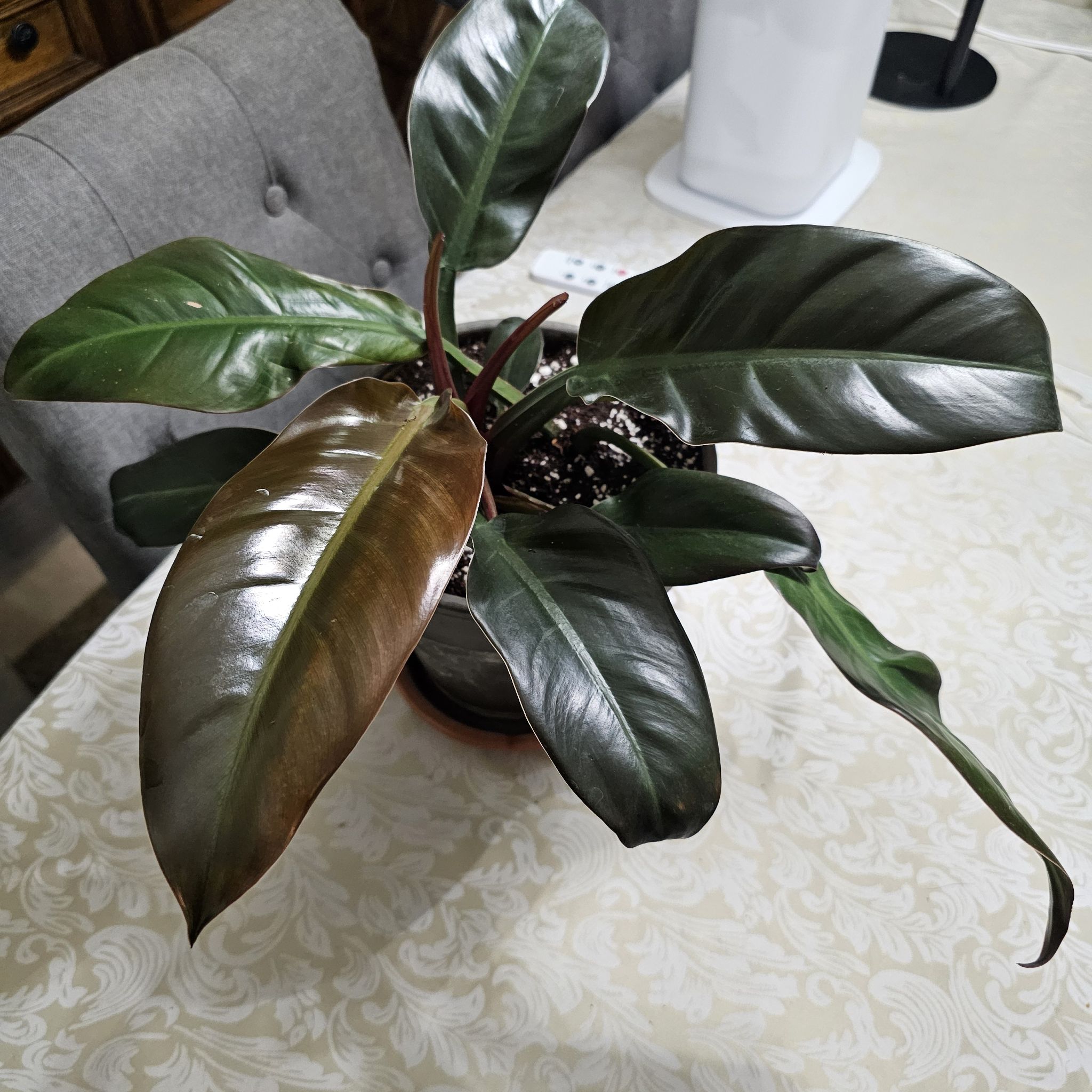 Philodendron 'Black Cardinal' plant with dark, glossy leaves on a table.