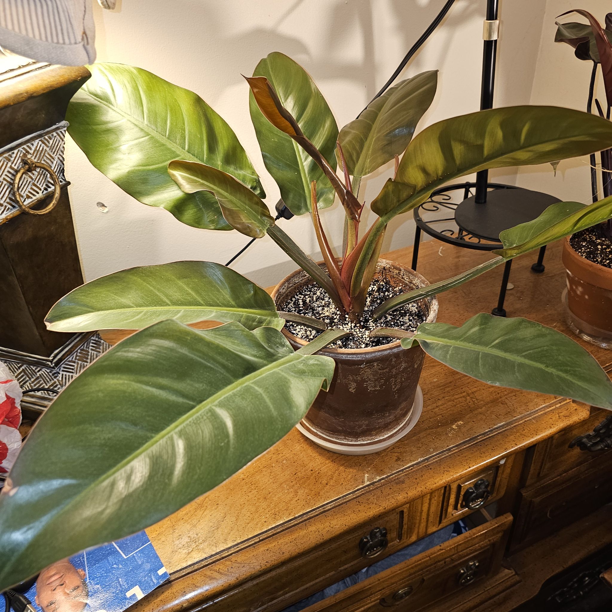 Philodendron 'Imperial Red' plant in a pot on a wooden surface, healthy with vibrant green leaves.