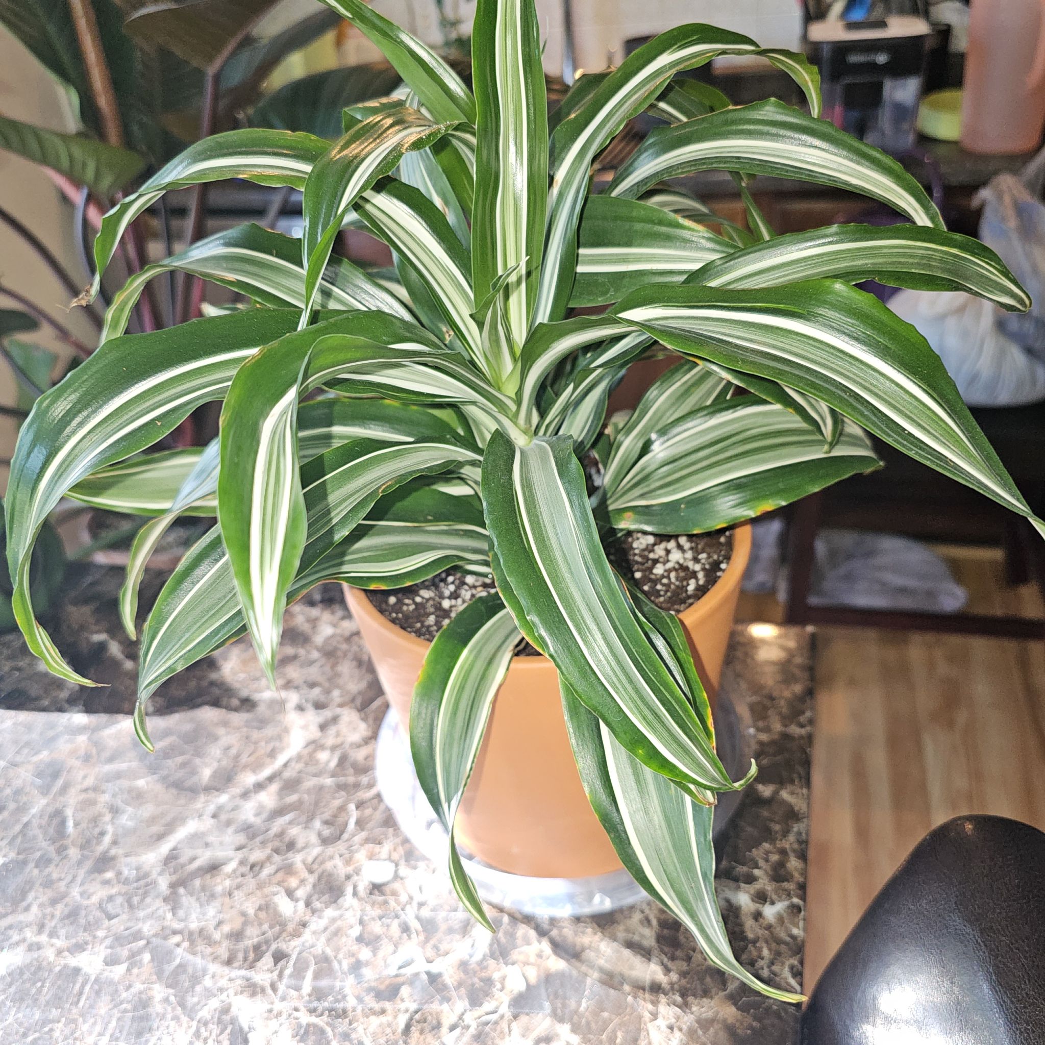 White Jewel Dracaena plant in a pot with vibrant green leaves and white stripes.