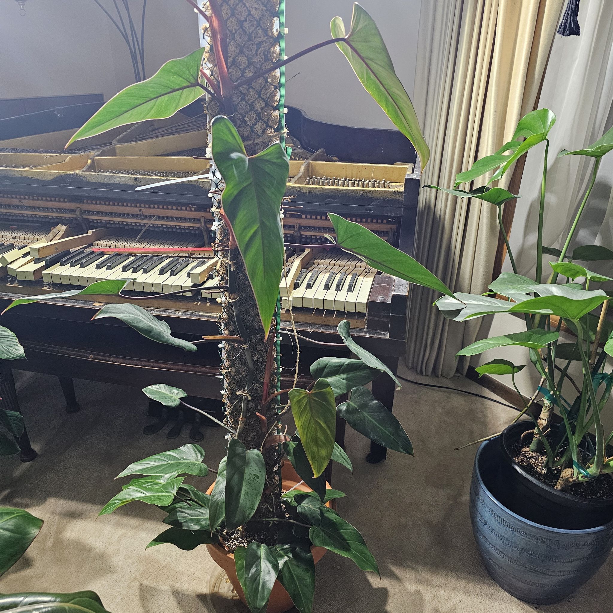 Red Emerald Philodendron climbing a support structure with a piano in the background.