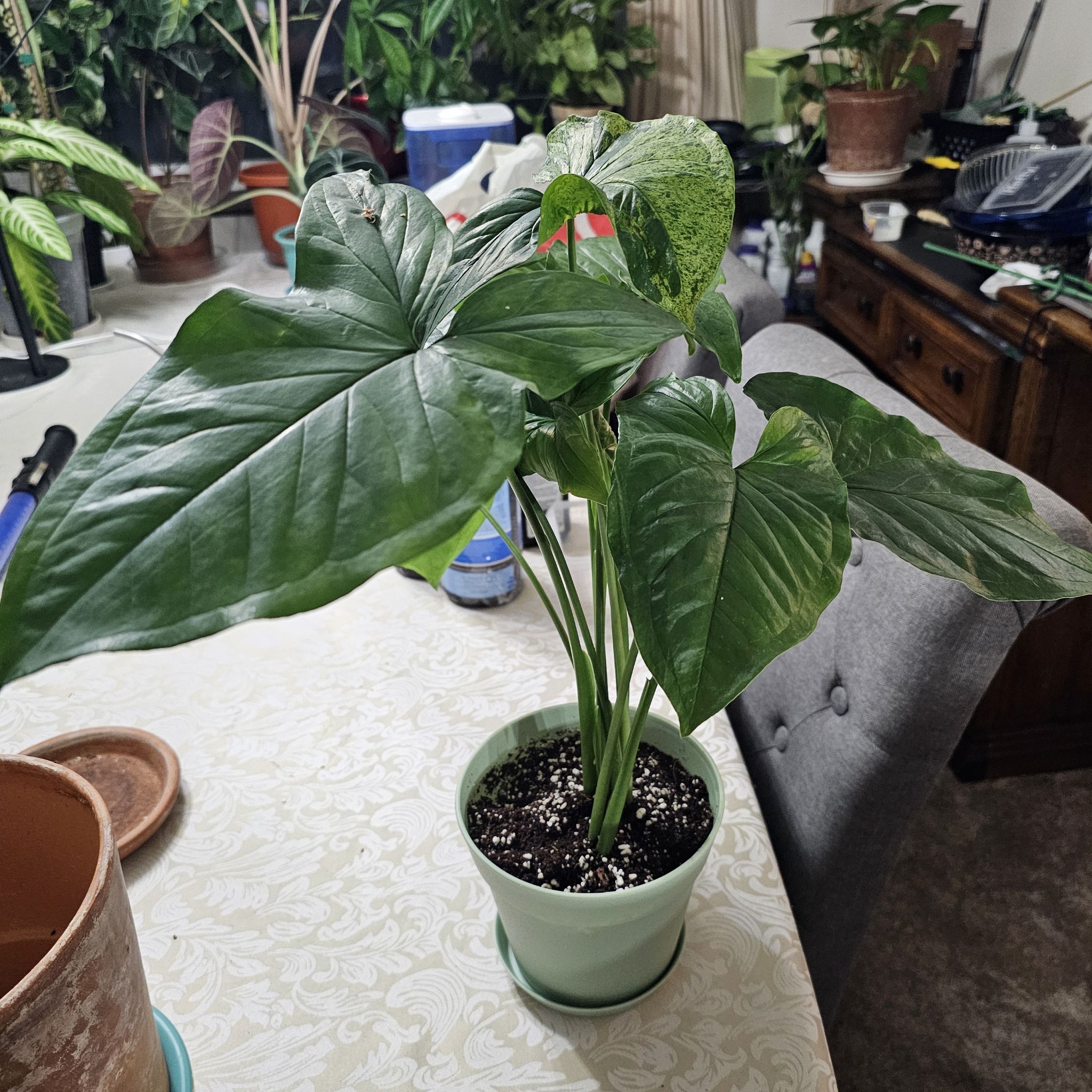 Syngonium podophyllum 'Mojito' plant in a pot on a table, with healthy green leaves.