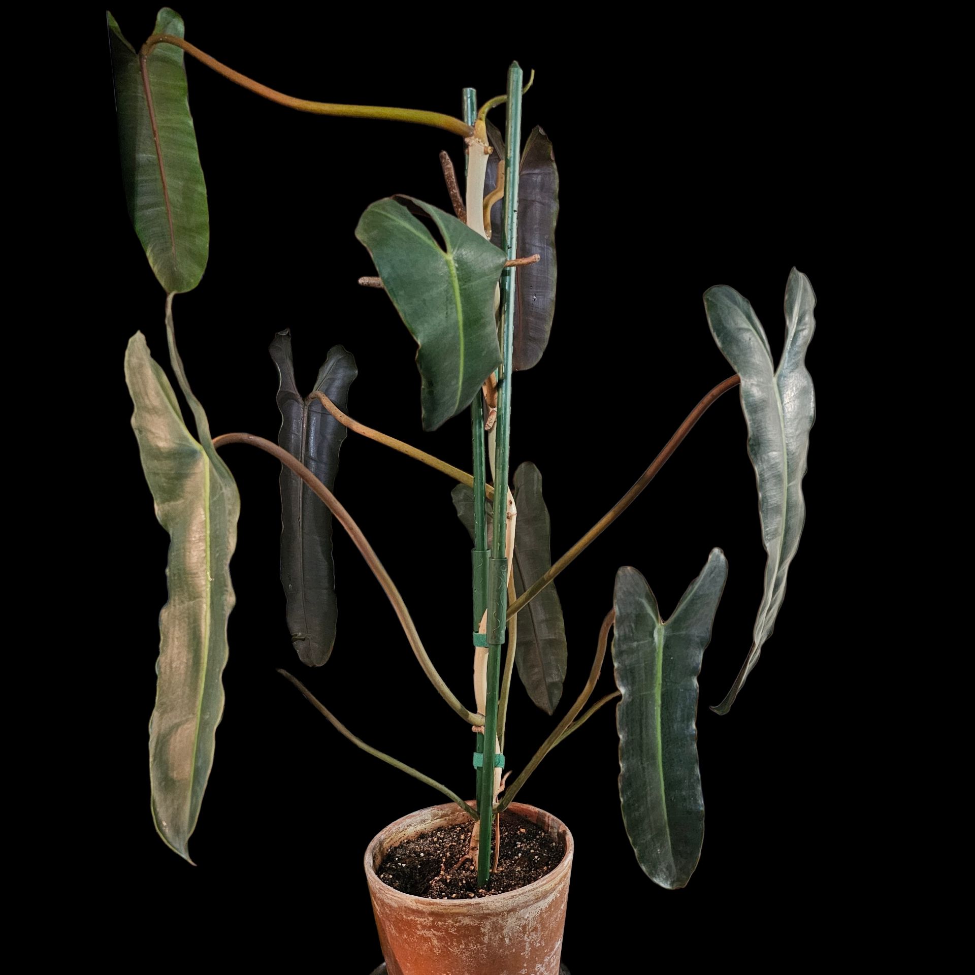 Photo of the plant species Philodendron billietiae atabapoense by @Plantlovingdiva named Betty Billietiae Dark Form on Greg, the plant care app