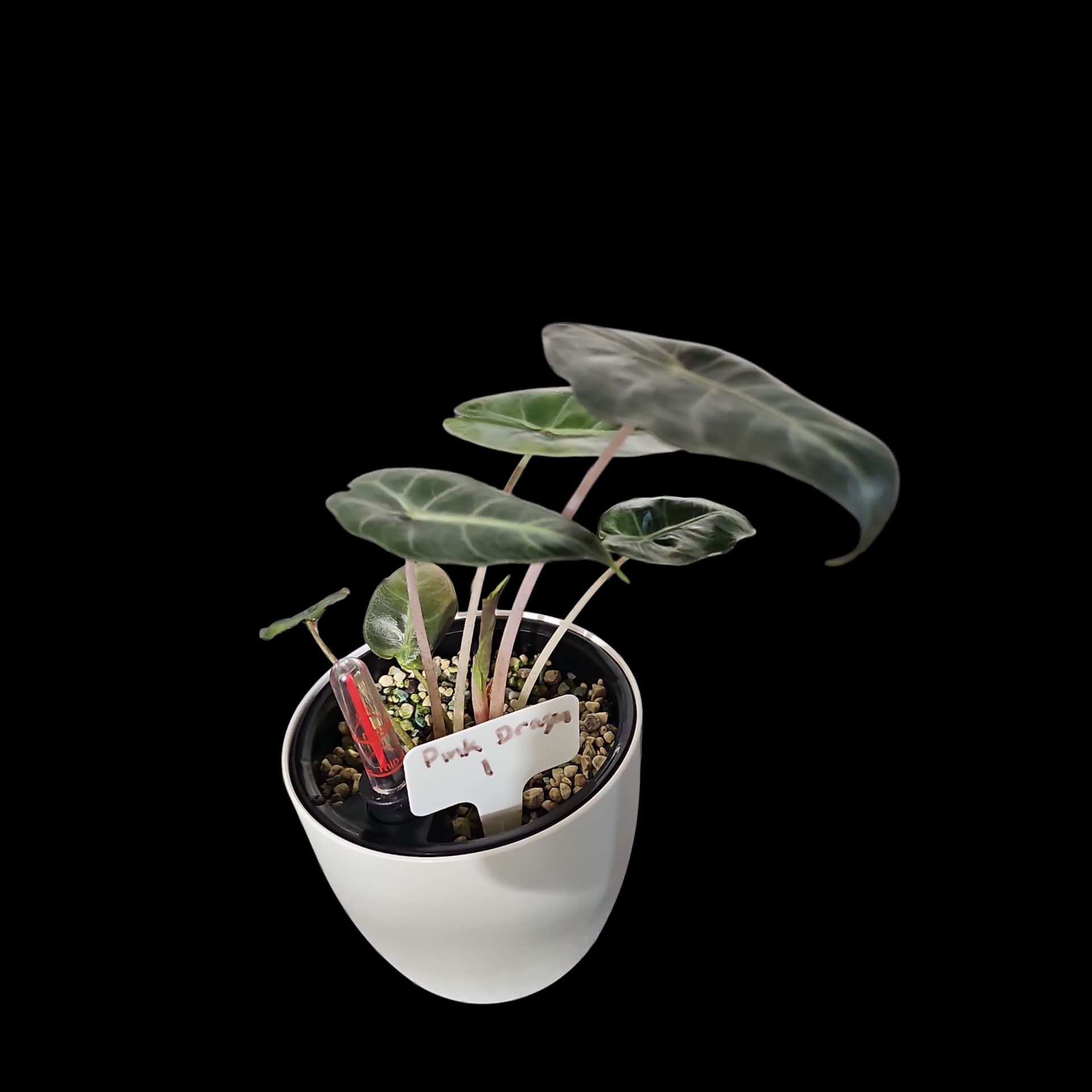 Photo of the plant species Pink Dragon Alocasia by @Plantlovingdiva named Pink Dragon Corm 1 on Greg, the plant care app