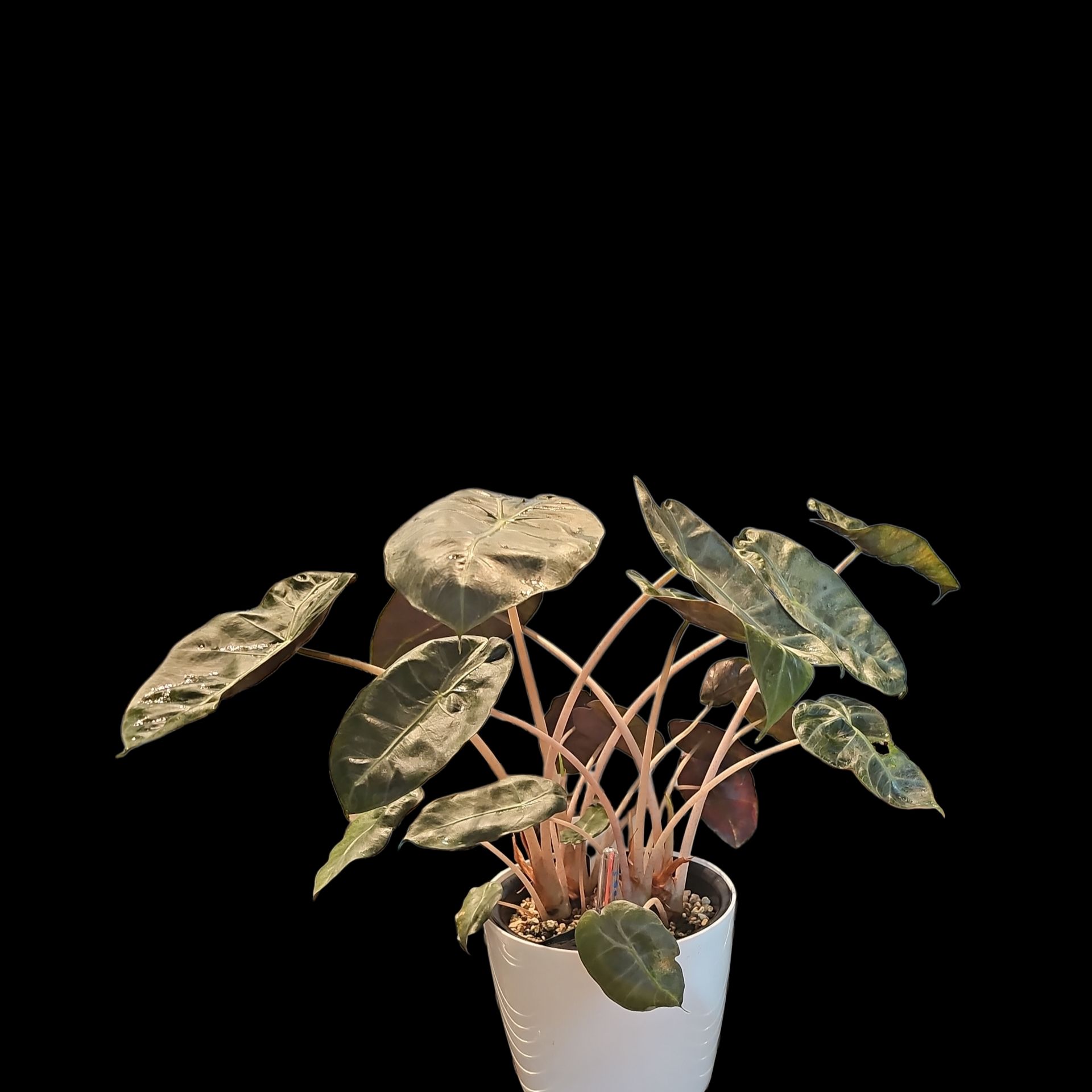 Photo of the plant species Pink Dragon by @Plantlovingdiva named Pink Dragon Corm 2 on Greg, the plant care app