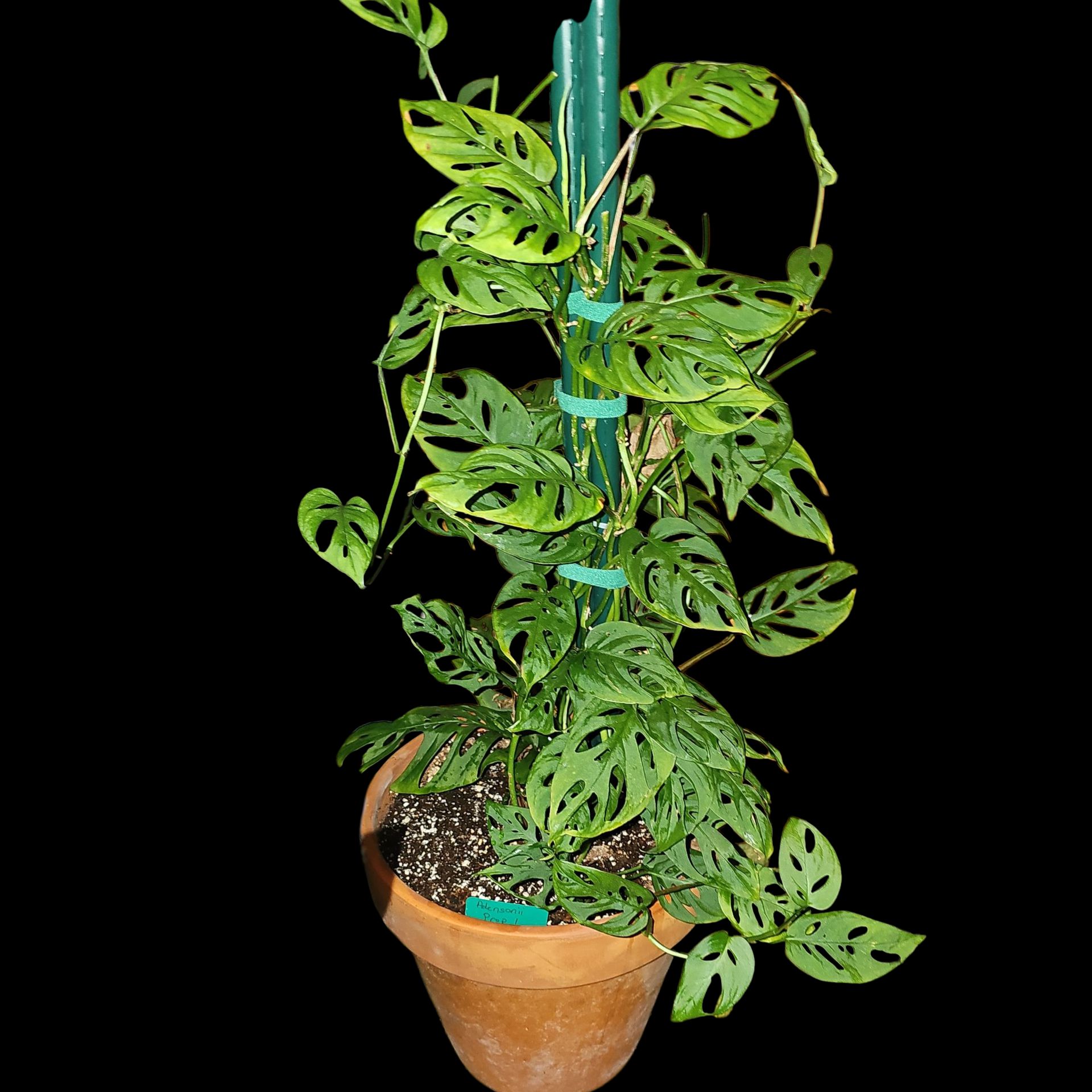Photo of the plant species Swiss Cheese Plant by @Plantlovingdiva named Adansonii Prop 7 on Greg, the plant care app