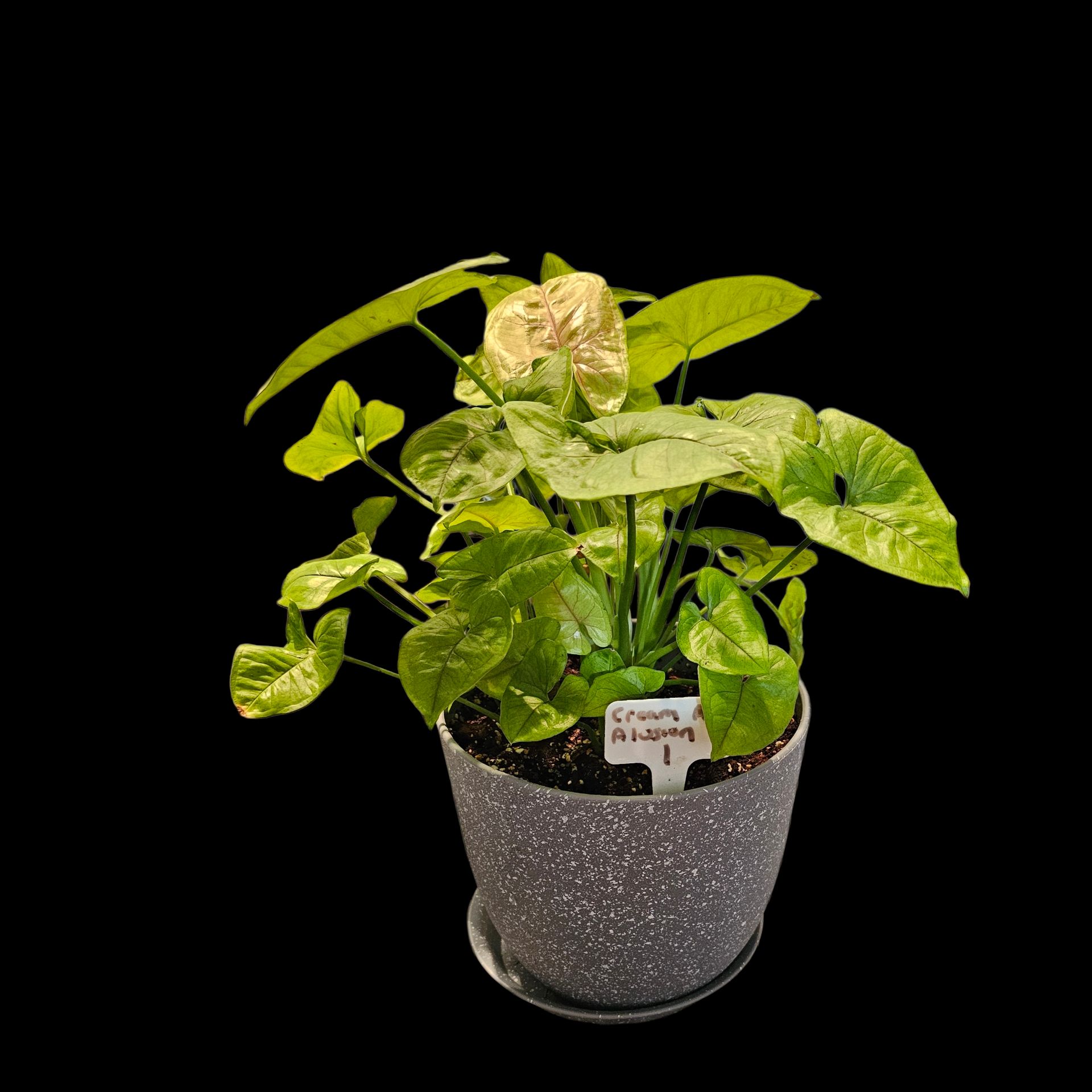 Photo of the plant species Syngonium cream alluison by @Plantlovingdiva named Cream Allusion Prop 1 on Greg, the plant care app