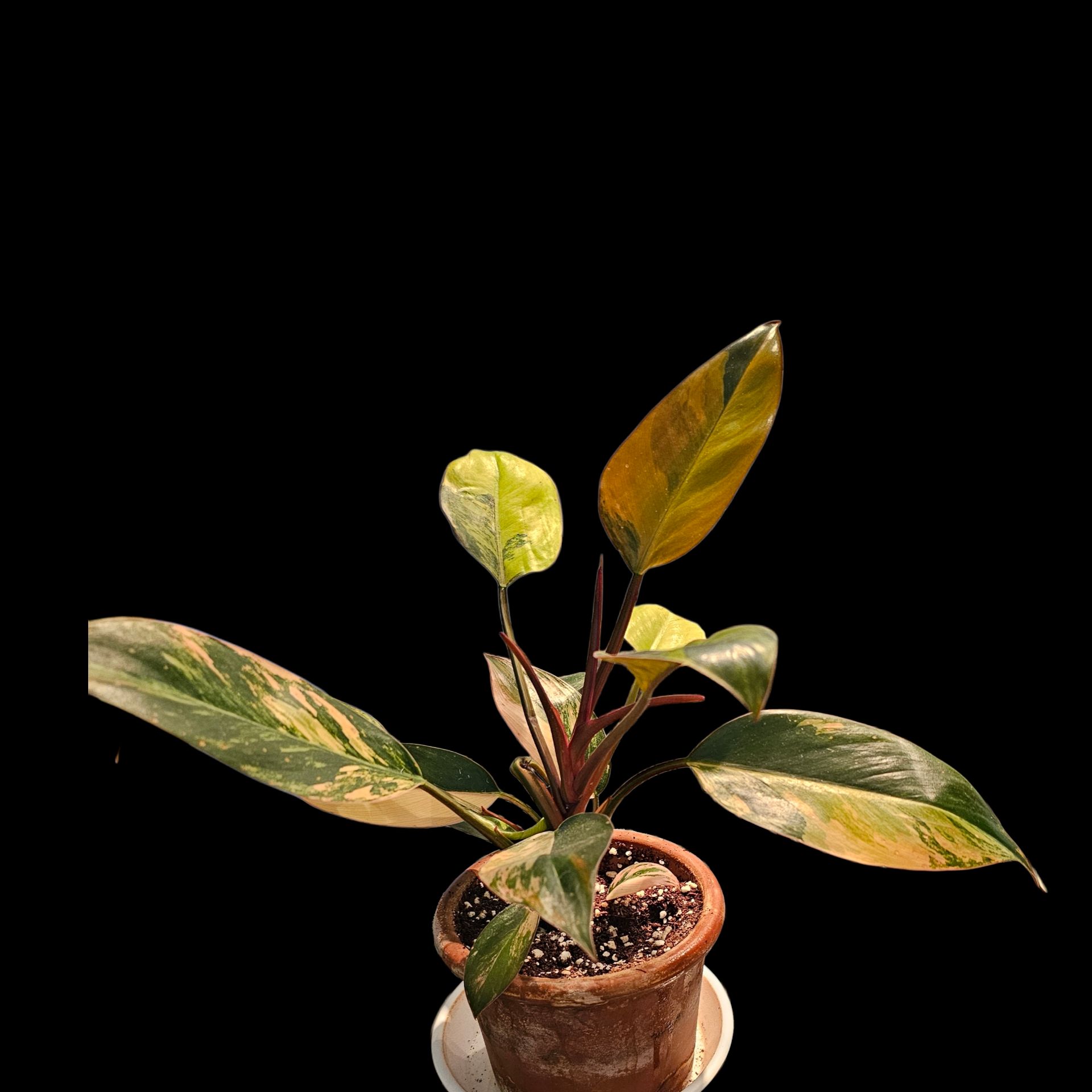 Photo of the plant species Red Congo Variegated by @Plantlovingdiva named Renee' on Greg, the plant care app