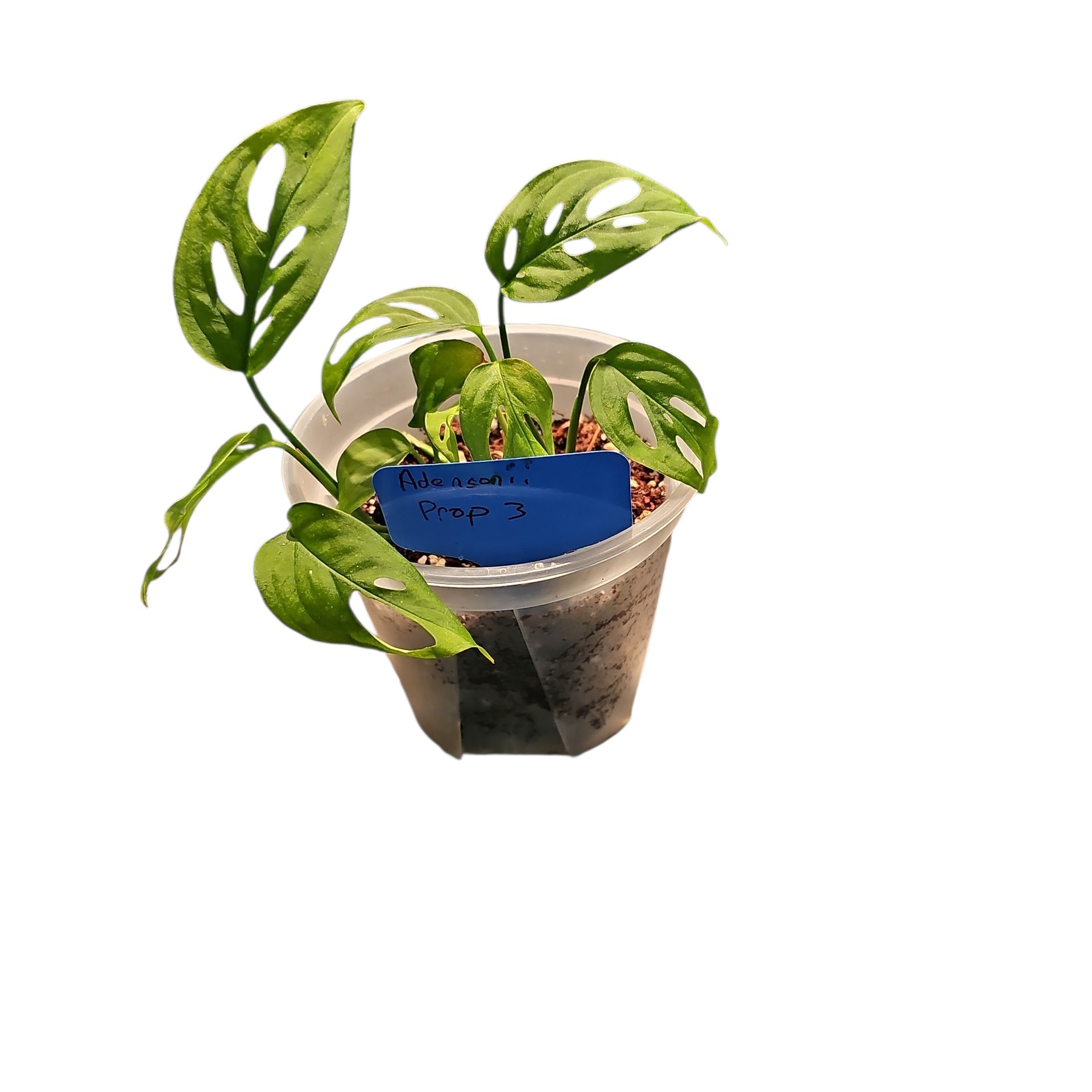 Photo of the plant species Swiss Cheese Plant by @Plantlovingdiva named Adansonii Prop 3 on Greg, the plant care app