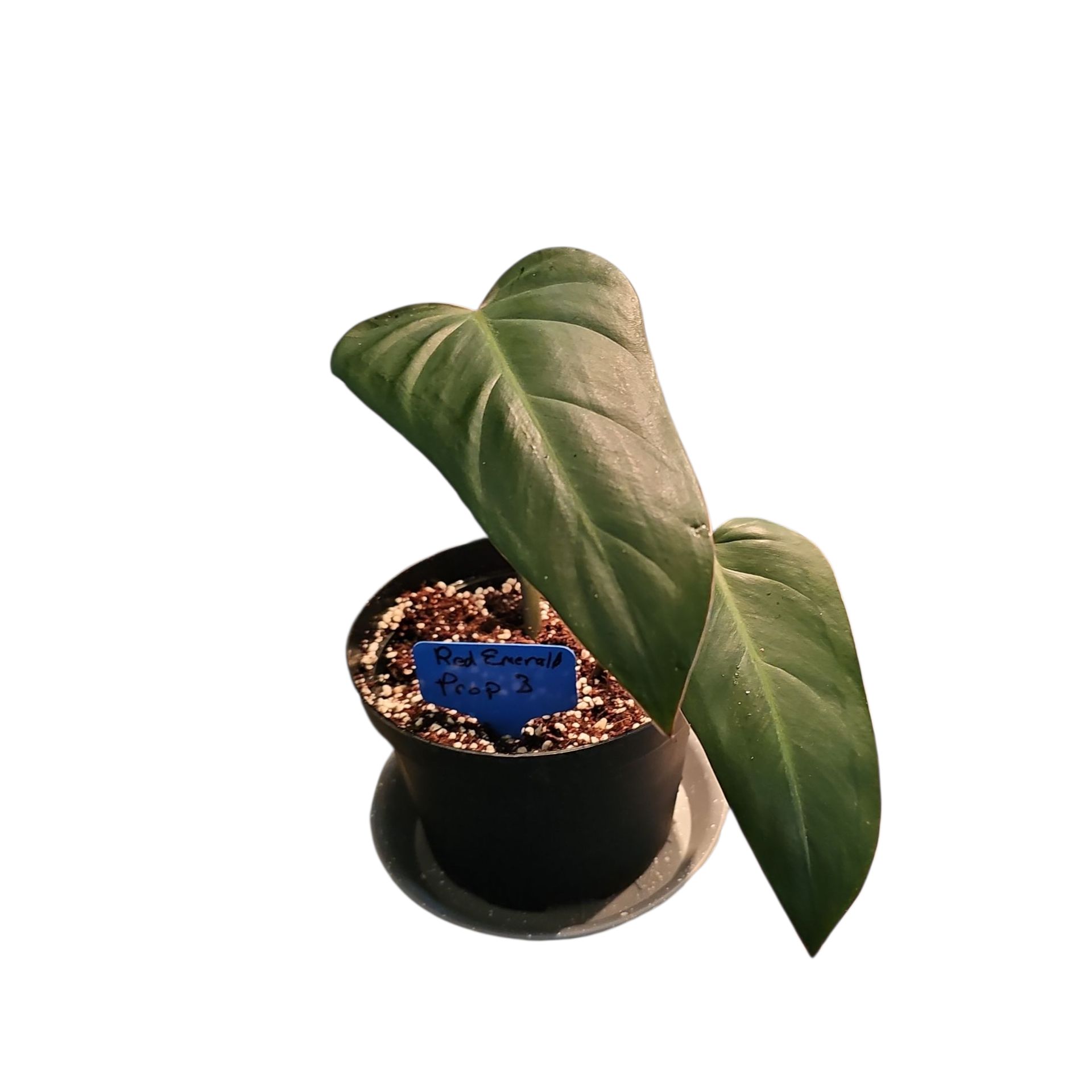 Photo of the plant species Red Emerald Philodendron by @Plantlovingdiva named Red Emerald Prop 3 on Greg, the plant care app
